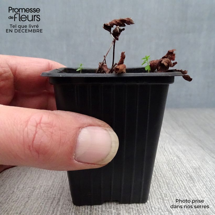 Espirea de pluma Fanal - Astilbe Maceta de 7/8 cm Ejemplar entregado en invierno