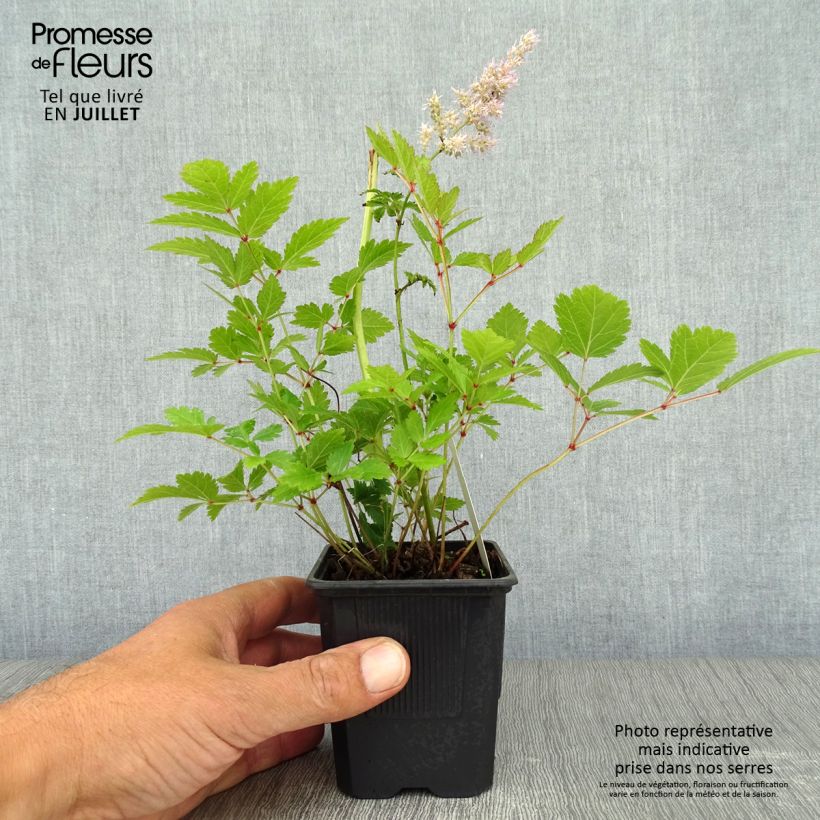 Ejemplar de Espirea de pluma Hyazinth - Astilbe Maceta de 8/9 cm entregado en verano