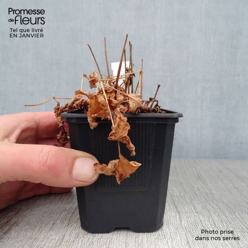 Espirea de pluma Hyazinth - Astilbe Maceta de 8/9 cm Ejemplar entregado en invierno