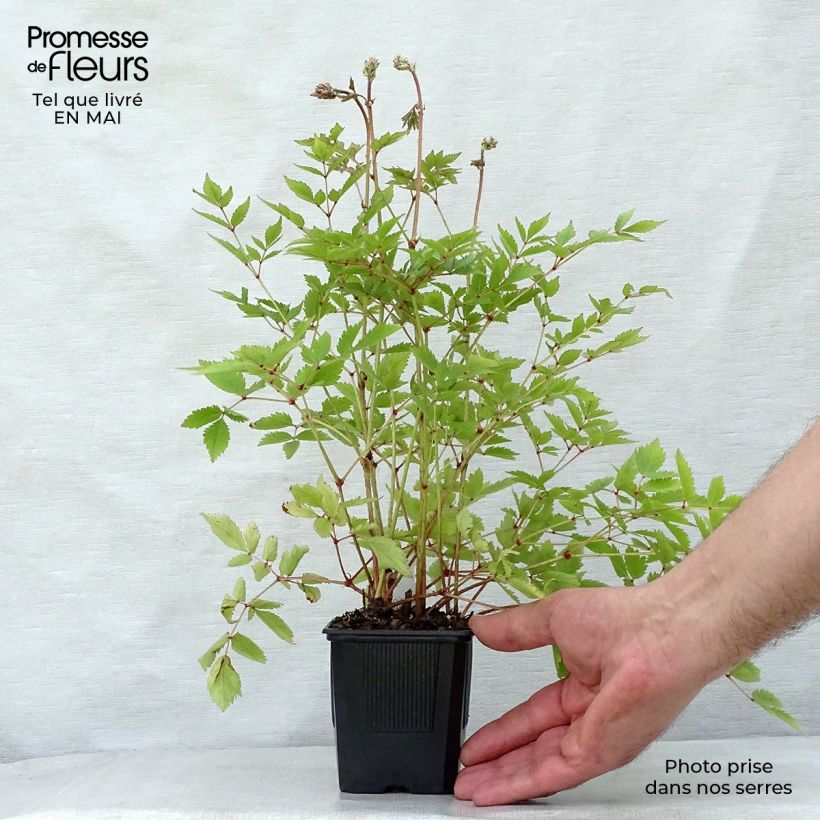 Espirea de pluma Hyazinth - Astilbe Maceta de 8/9 cm Ejemplar entregado en la primavera