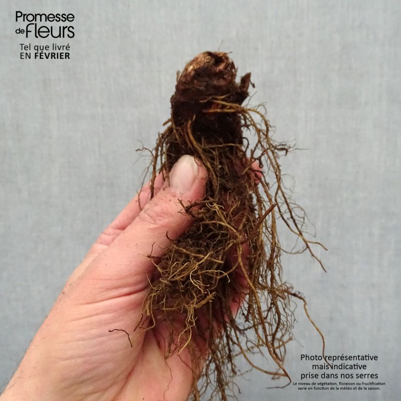 Espirea de pluma Moccachino - Astilbe Raíces desnudas Ejemplar entregado en invierno