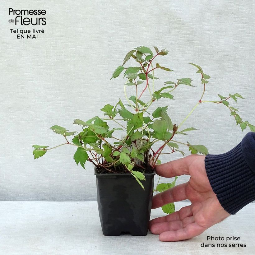 Espirea de pluma Pumila- Astilbe Maceta de 8/9 cm Ejemplar entregado en la primavera