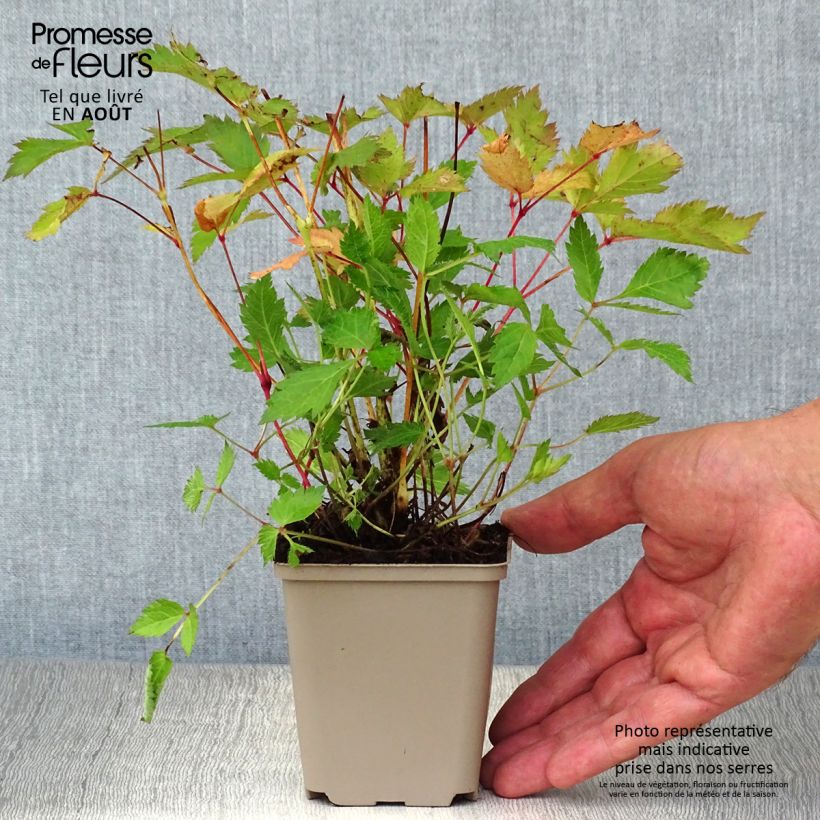 Ejemplar de Espirea de pluma Veronica Klose- Astilbe Maceta de 8/9 cm entregado en verano