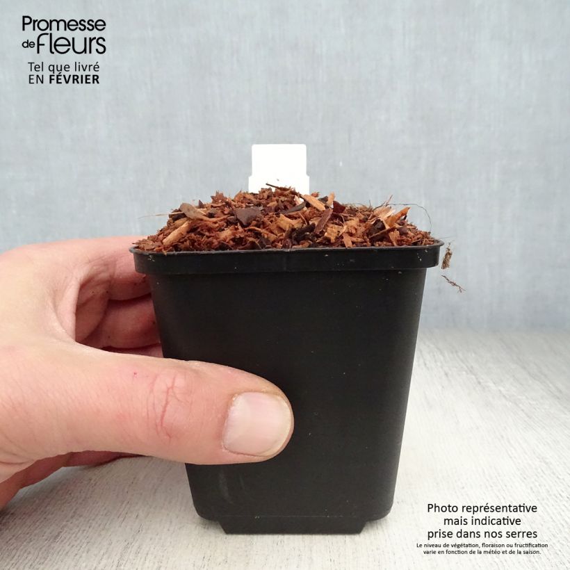 Espirea de pluma Veronica Klose- Astilbe Maceta de 8/9 cm Ejemplar entregado en invierno