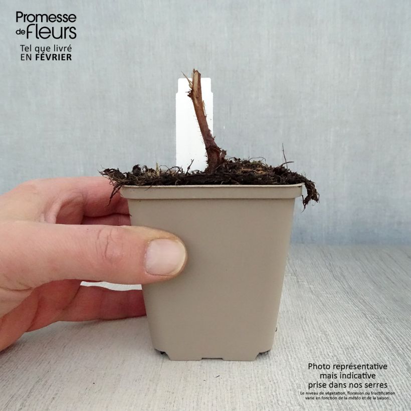 Espirea de pluma Visions- Astilbe Maceta de 8/9 cm Ejemplar entregado en invierno