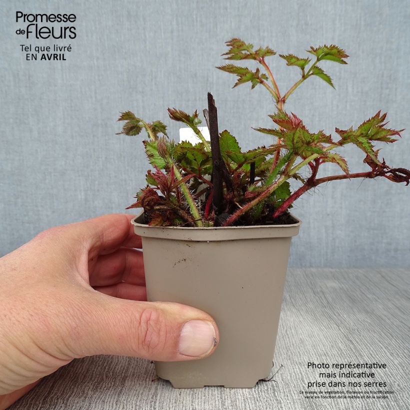 Espirea de pluma Visions- Astilbe Maceta de 8/9 cm Ejemplar entregado en la primavera