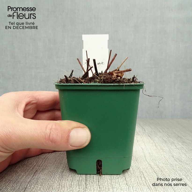 Espirea de pluma Superba- Astilbe Maceta de 8/9 cm Ejemplar entregado en invierno