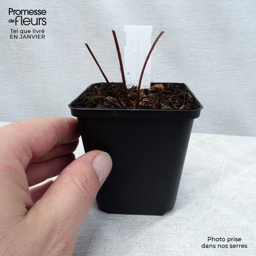 Espirea de pluma Purpurlanze Maceta de 8/9 cm Ejemplar entregado en invierno