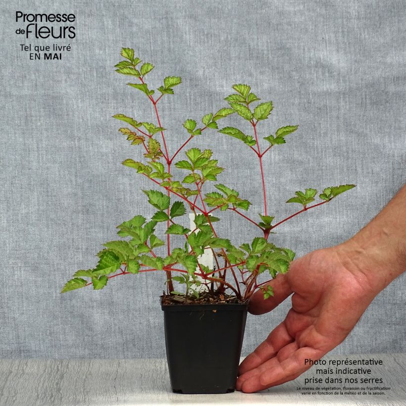 Espirea de pluma Purpurlanze Maceta de 8/9 cm Ejemplar entregado en la primavera