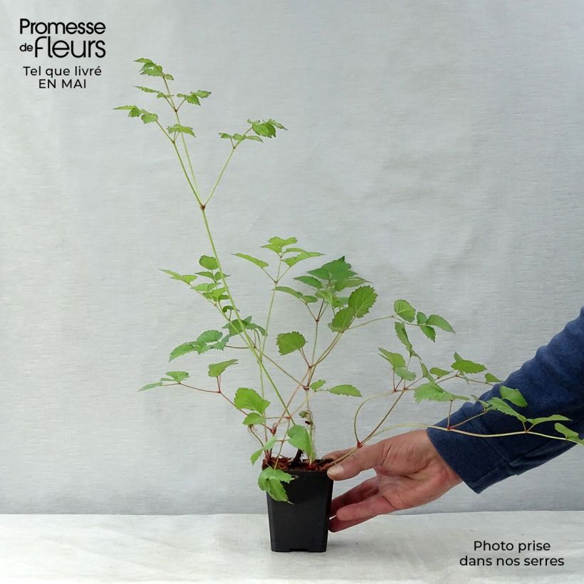 Espirea de pluma Superba- Astilbe Maceta de 8/9 cm Ejemplar entregado en la primavera