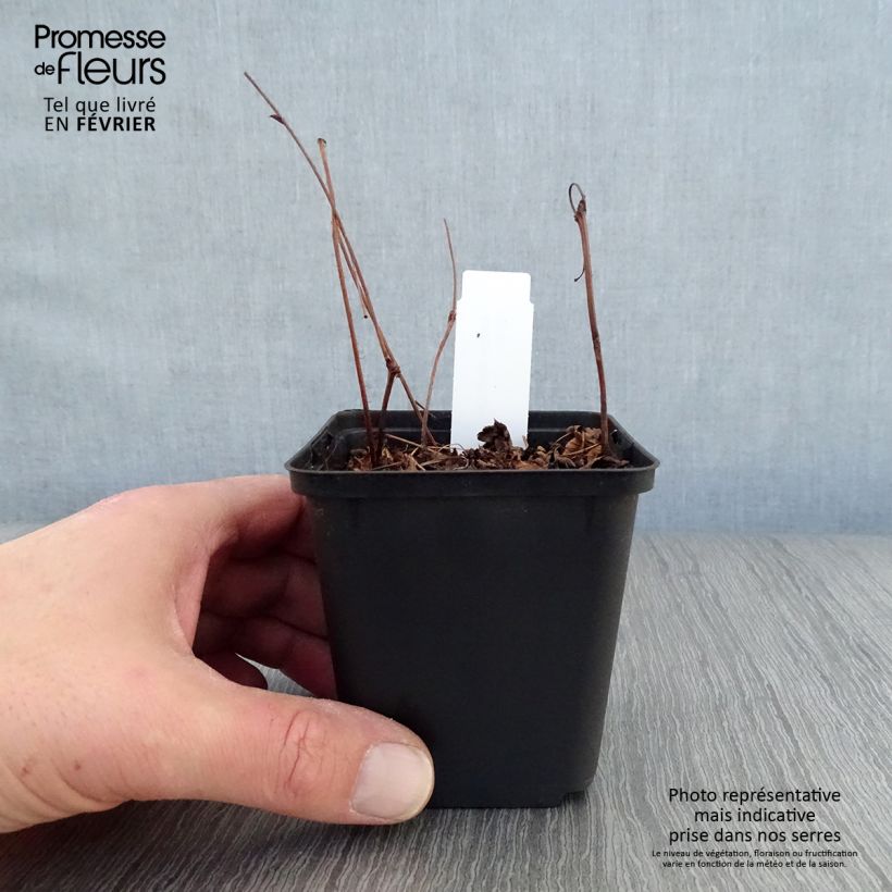 Espirea de pluma Delft Lace Maceta de 8/9 cm Ejemplar entregado en invierno