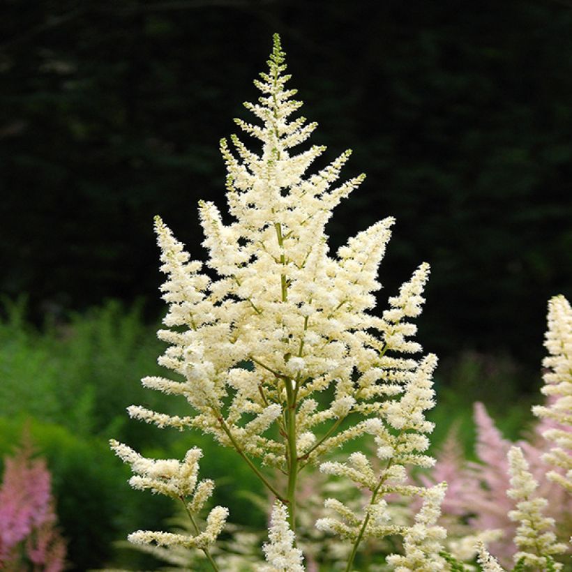 Espirea de pluma Deutschland (Floración)