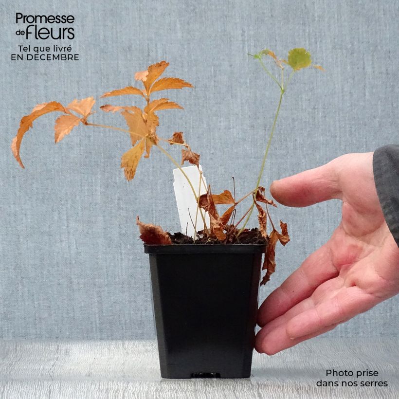 Espirea de pluma Deutschland Maceta de 8/9 cm Ejemplar entregado en invierno