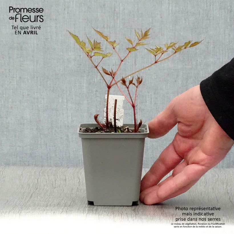 Espirea de pluma Deutschland Maceta de 8/9 cm Ejemplar entregado en la primavera