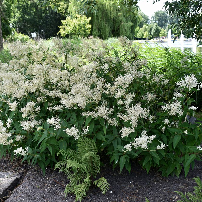 Espirea de pluma Deutschland (Porte)