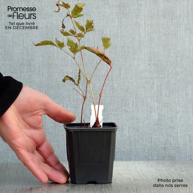 Espirea de pluma Montgomery Maceta de 8/9 cm Ejemplar entregado en invierno