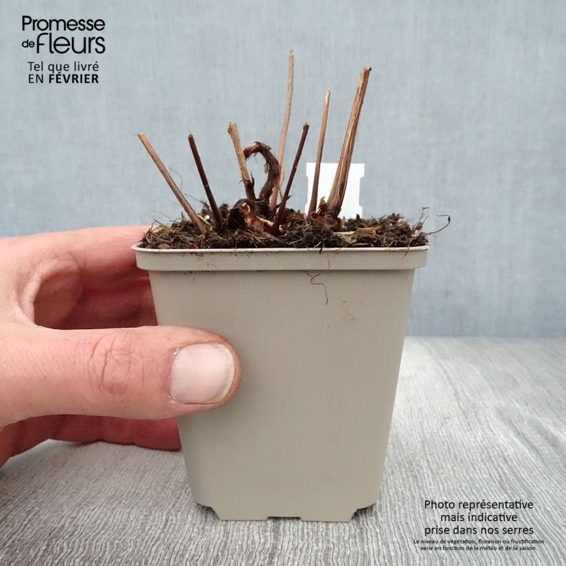 Espirea de pluma Peach Blossom Maceta de 8/9 cm Ejemplar entregado en invierno