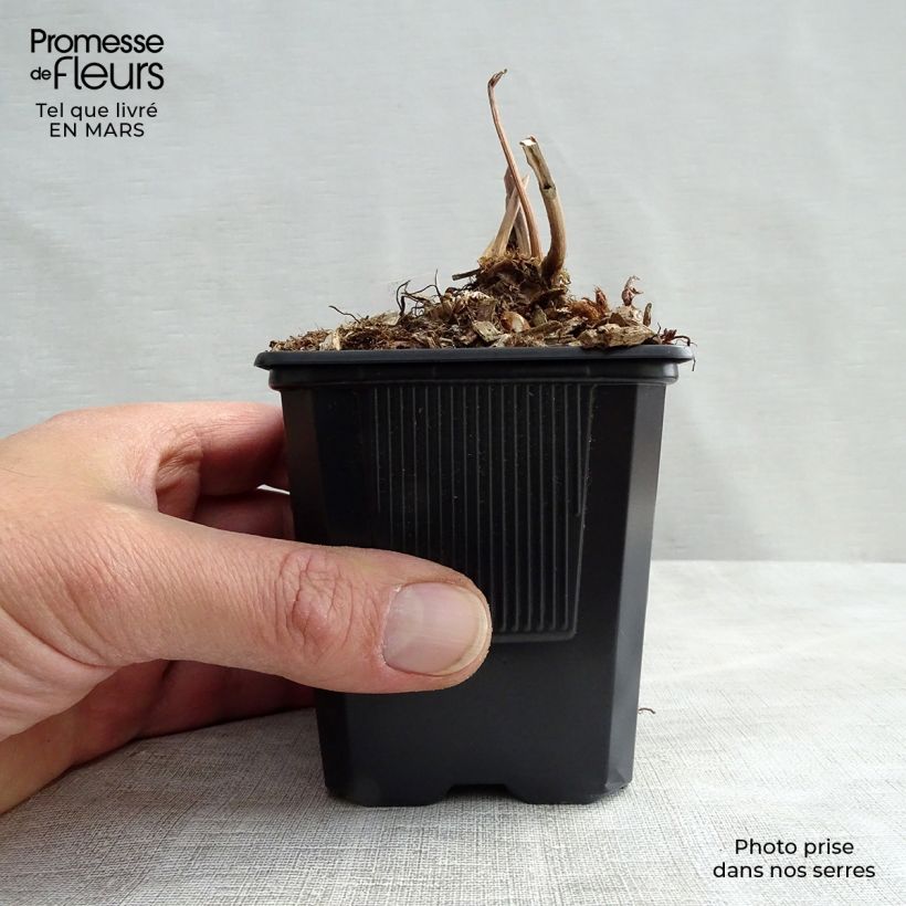 Espirea de pluma Peach Blossom Maceta de 8/9 cm Ejemplar entregado en la primavera