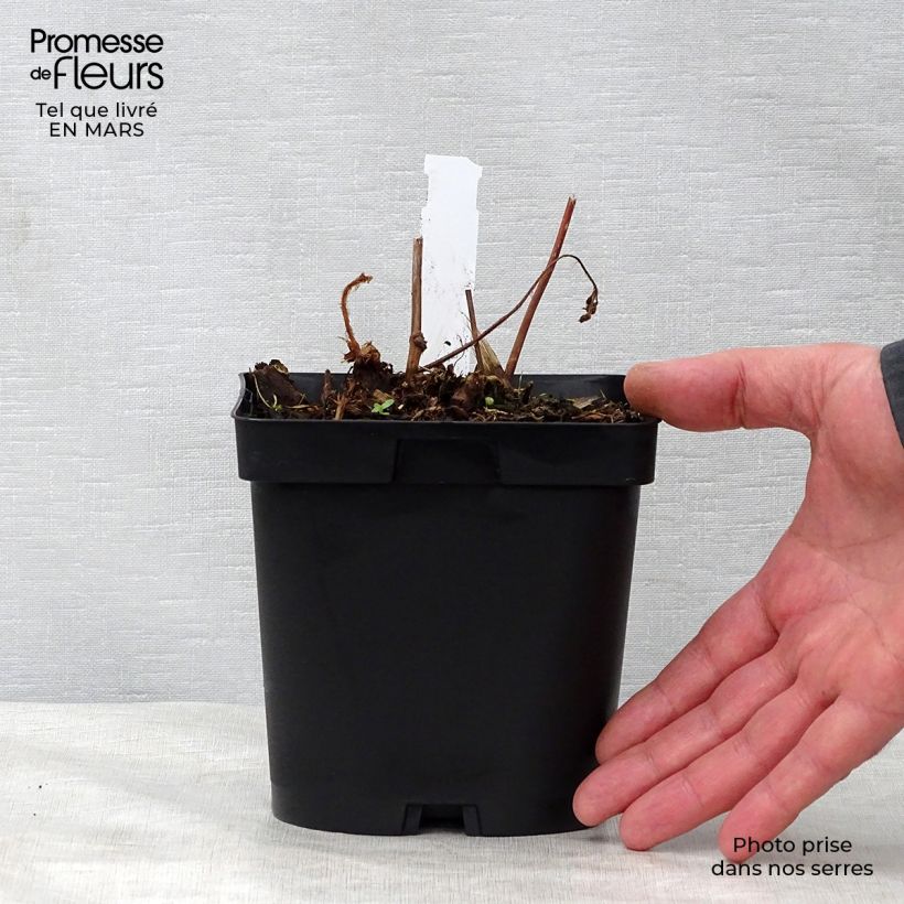 Espirea de pluma Peach Blossom Maceta 1,5L/2L Ejemplar entregado en la primavera