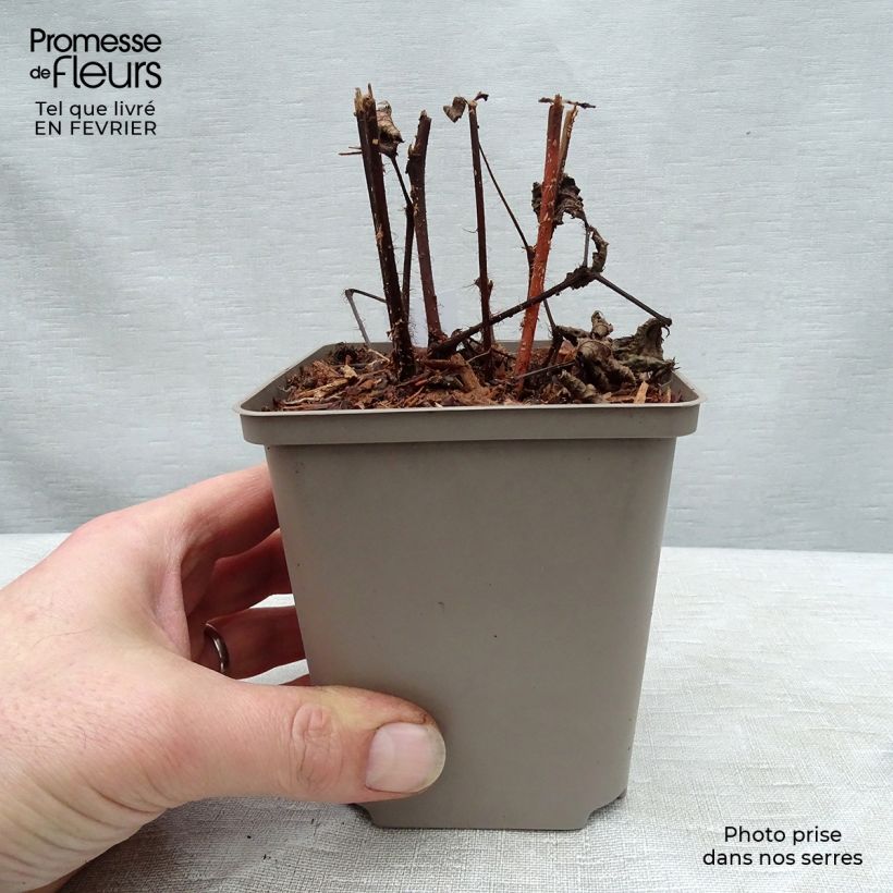 Espirea de pluma Red Sentinel Maceta de 8/9 cm Ejemplar entregado en invierno
