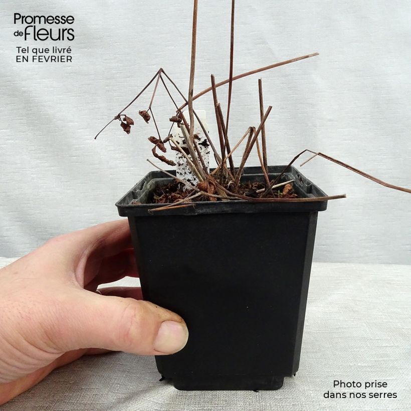 Espirea de pluma Vesuvius Maceta de 8/9 cm Ejemplar entregado en invierno