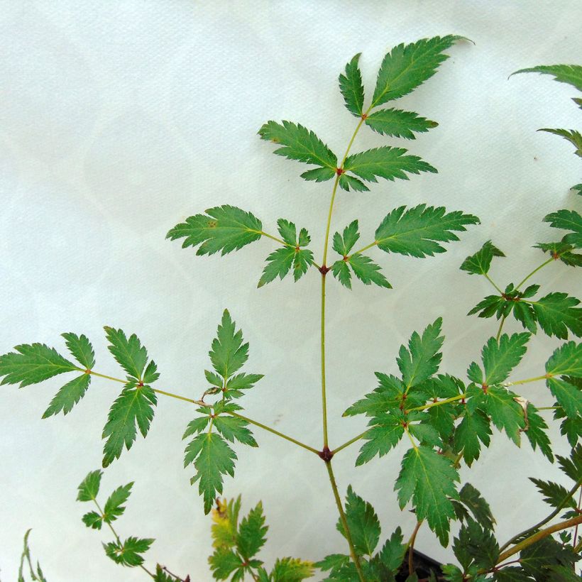 Astilbe simplicifolia Hennie Graafland (Follaje)
