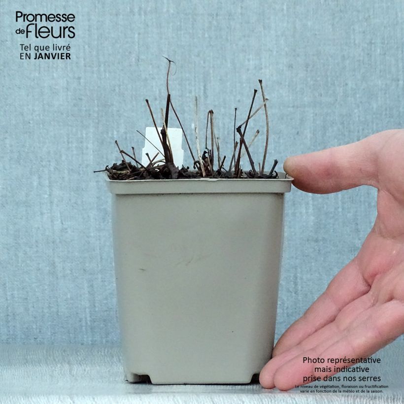 Astilbe simplicifolia Hennie Graafland Maceta de 8/9 cm Ejemplar entregado en invierno