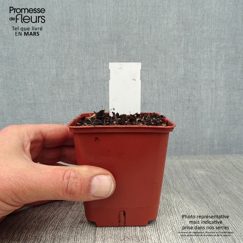 Astilbe simplicifolia Pink Lightning Maceta de 8/9 cm Ejemplar entregado en invierno