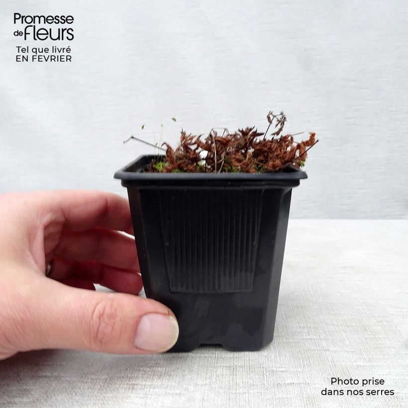 Astilbe simplicifolia Sprite Maceta de 8/9 cm Ejemplar entregado en invierno