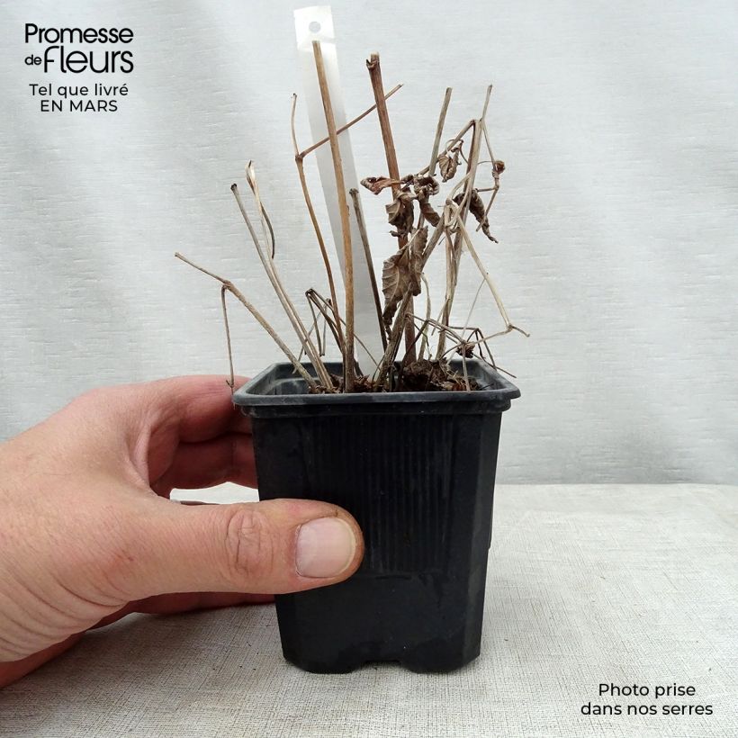 Astilbe thunbergii Straussenfeder Maceta de 8/9 cm Ejemplar entregado en la primavera