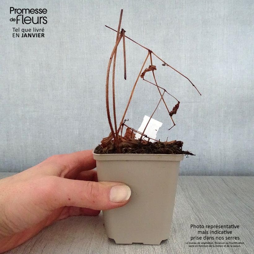 Astilbe thunbergii Straussenfeder Maceta de 8/9 cm Ejemplar entregado en invierno