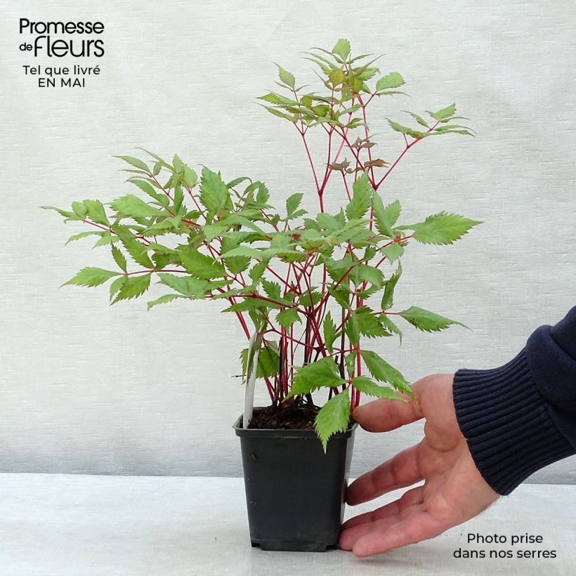 Espirea de pluma Fanal - Astilbe Maceta de 7/8 cm Ejemplar entregado en la primavera