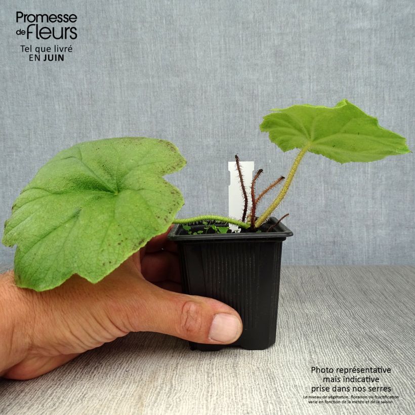 Ejemplar de Astilboides tabularis Maceta de 8/9 cm entregado en verano