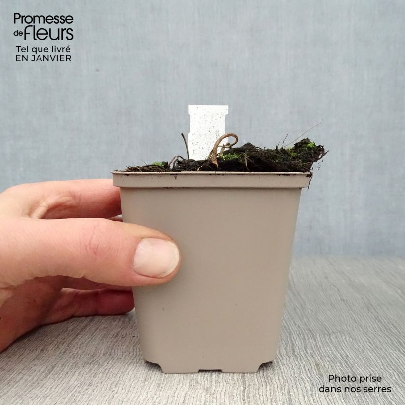 Astilboides tabularis Maceta de 8/9 cm Ejemplar entregado en invierno