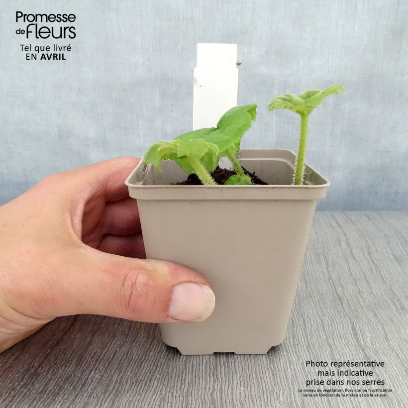 Astilboides tabularis Maceta de 8/9 cm Ejemplar entregado en la primavera