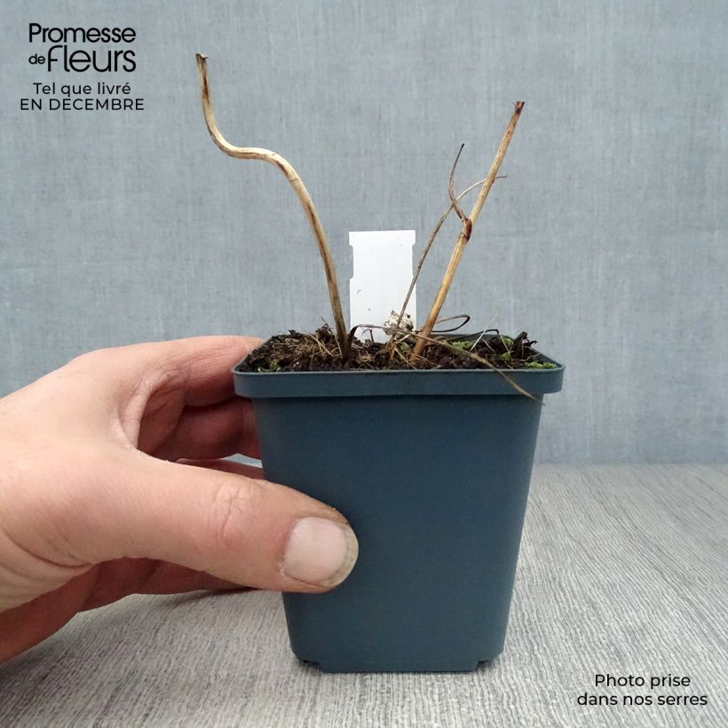 Sanícula hembra Star of Billion - Astrantia major Maceta de 8/9 cm Ejemplar entregado en invierno