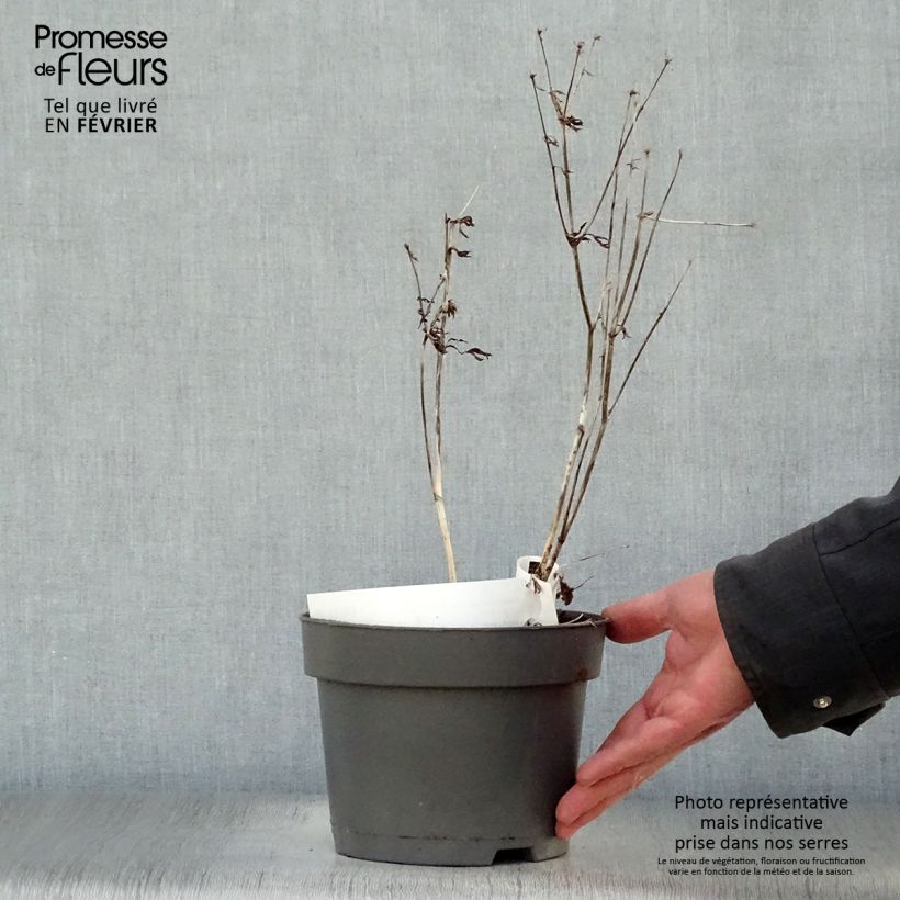 Sanícula hembra Star of Billion - Astrantia major Maceta 2L/3L Ejemplar entregado en invierno