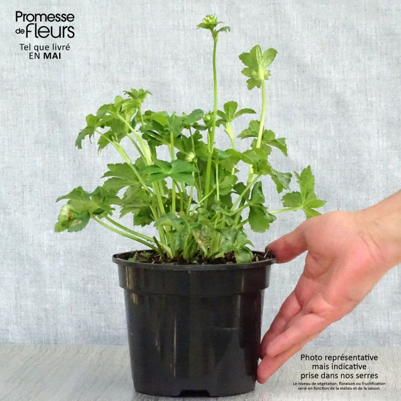 Sanícula hembra Star of Billion - Astrantia major Maceta 2L/3L Ejemplar entregado en la primavera