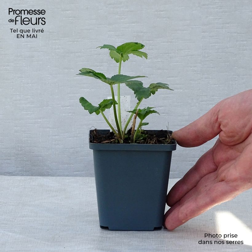 Sanícula hembra Star of Billion - Astrantia major Maceta de 8/9 cm Ejemplar entregado en la primavera