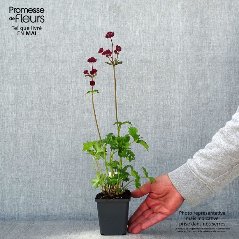 Sanícula hembra Star of Love - Astrantia major Maceta de 8/9 cm Ejemplar entregado en la primavera