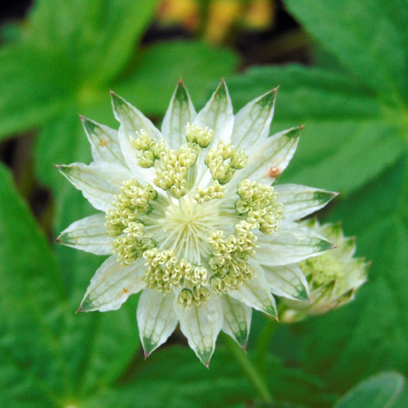 Sanícula hembra Alba - Astrantia major (Floración)