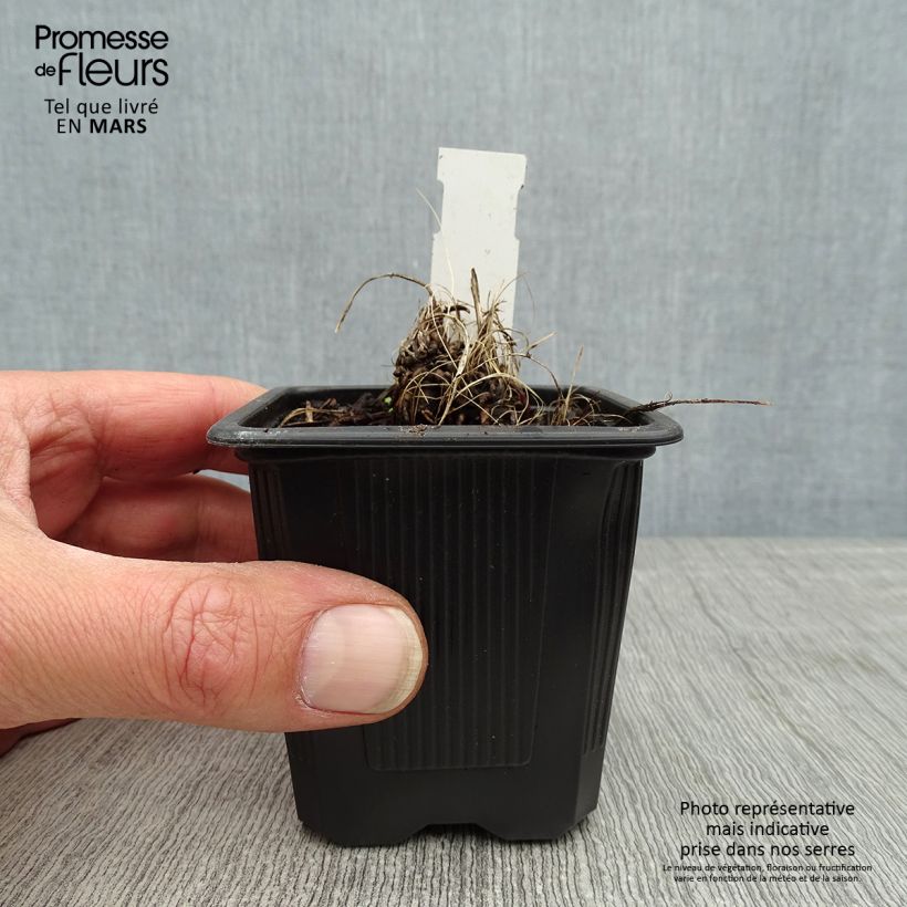 Sanícula hembra Alba - Astrantia major Maceta de 8/9 cm Ejemplar entregado en la primavera