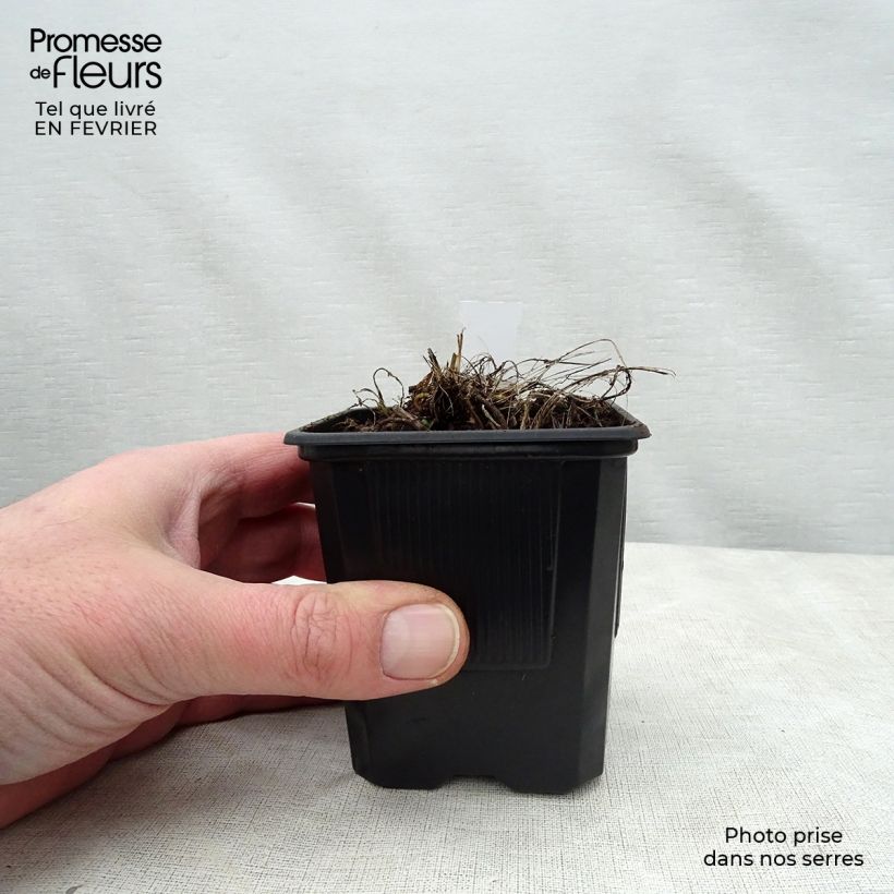 Sanícula hembra Alba - Astrantia major Maceta de 8/9 cm Ejemplar entregado en invierno