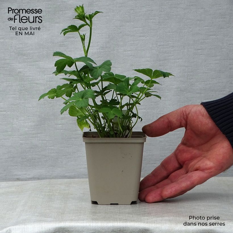 Sanícula hembra Buckland - Astrantia major Maceta de 8/9 cm Ejemplar entregado en la primavera