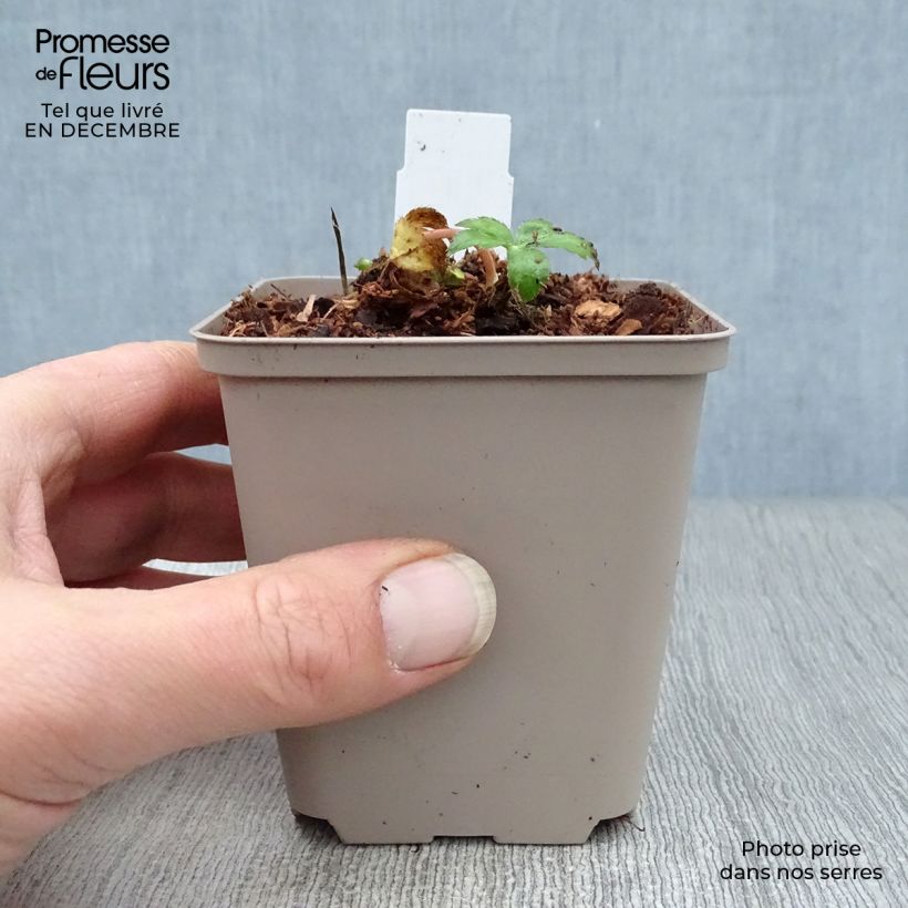 Sanícula hembra Buckland - Astrantia major Maceta de 8/9 cm Ejemplar entregado en invierno