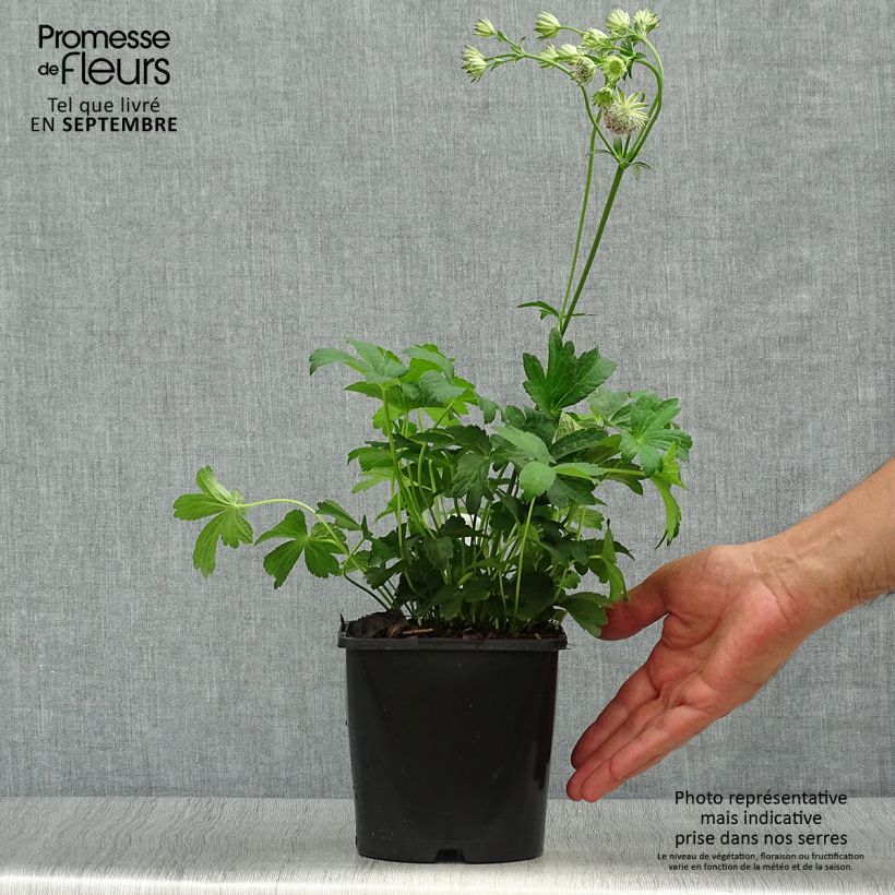 Ejemplar de Sanícula hembra Buckland - Astrantia major Maceta 2L/3L entregado en otoño