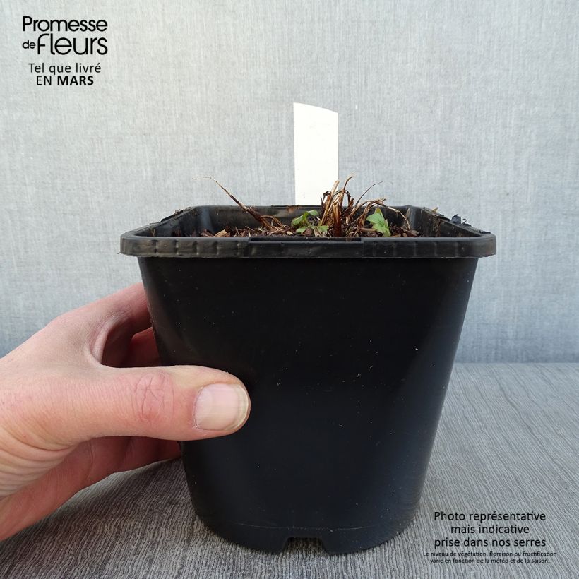 Sanícula hembra Buckland - Astrantia major Maceta 2L/3L Ejemplar entregado en invierno