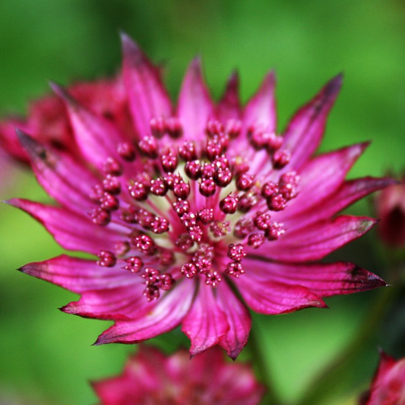 Sanícula hembra Burgundy Manor - Astrantia major (Floración)