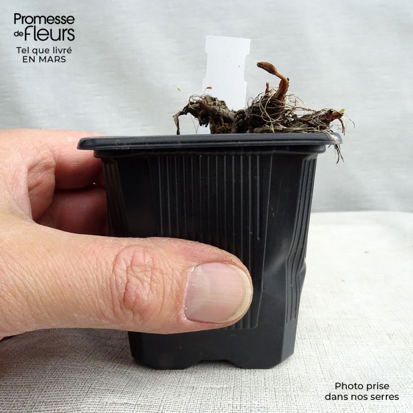 Sanícula hembra Claret - Astrantia major Maceta de 8/9 cm Ejemplar entregado en la primavera