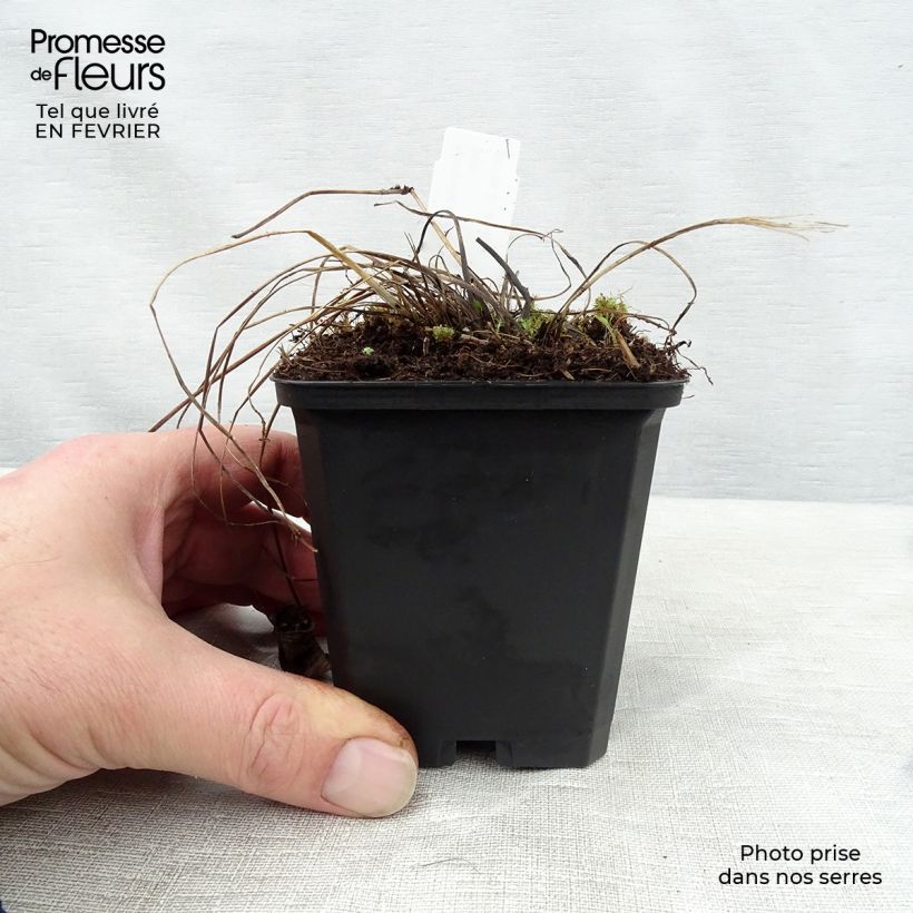 Sanícula hembra Florence - Astrantia major Maceta de 8/9 cm Ejemplar entregado en invierno